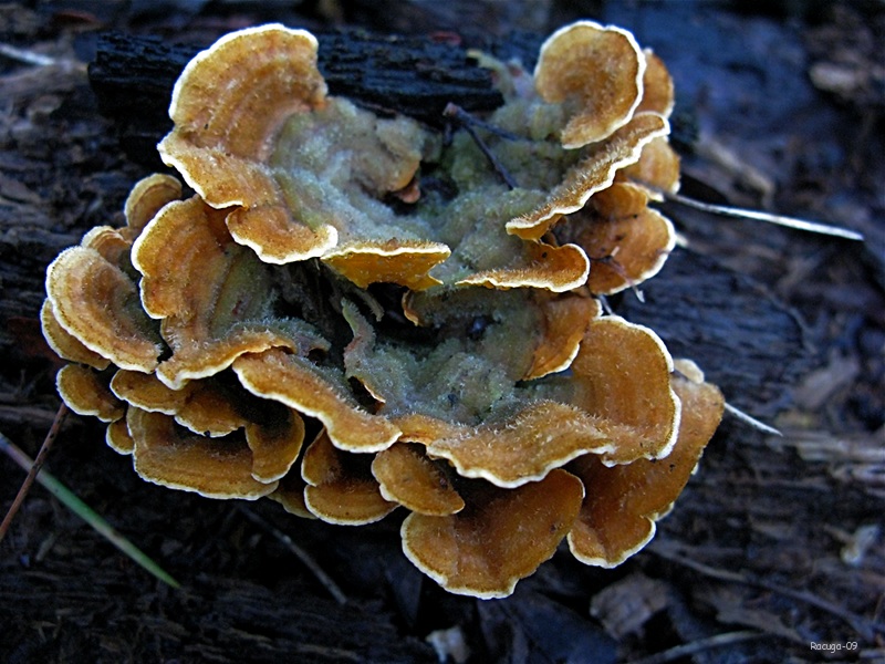 Stereum hirsutum