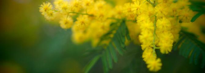 Acacia dealbata