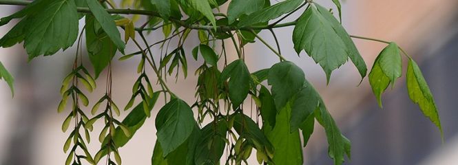 Acer negundo