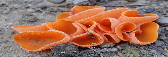 Aleuria aurantia