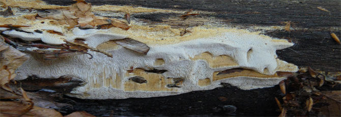 Antrodia serialis