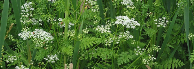 Berula erecta