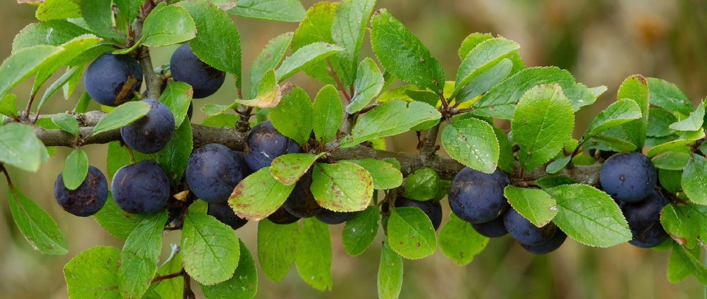 Prunus insititia