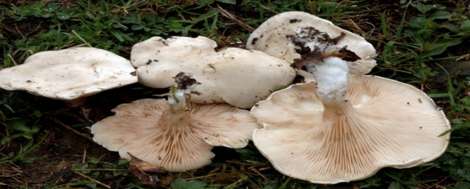 Clitopilus prunulus