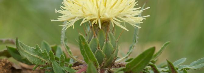 Centaurea lagascana