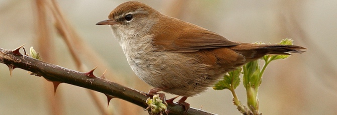 Cettia cetti
