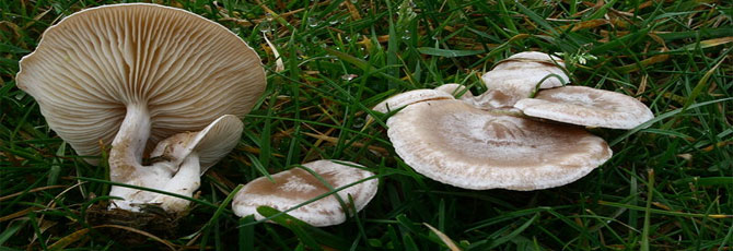Clitocybe rivulosa