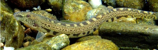 Cobitis calderoni