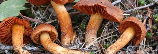 Cortinarius orellanus