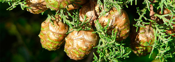 Cupressus sempervirens