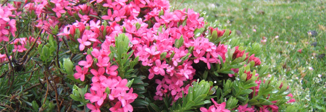 Daphne cneorum