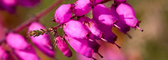 Erica ciliaris