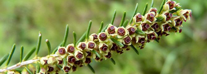 Erica scoparia