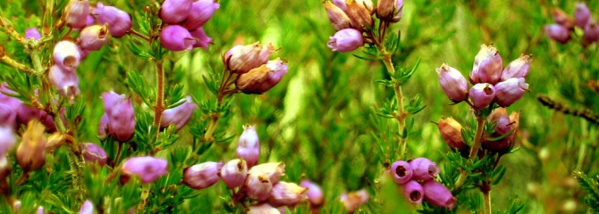 Erica tetralix