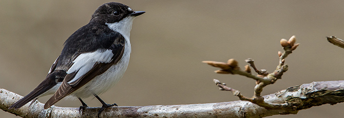 Ficedula hypoleuca