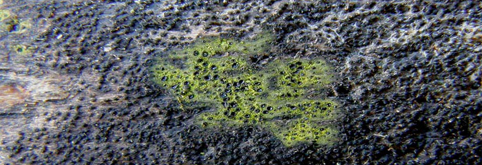 Eutypa flavovirens