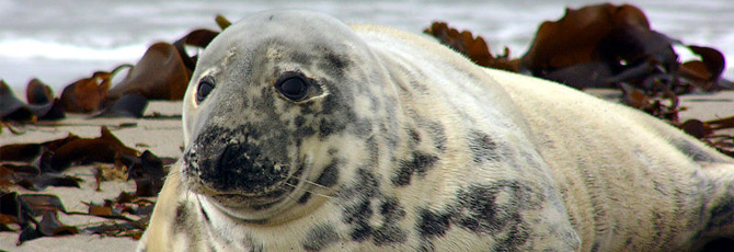 Halichoerus grypus