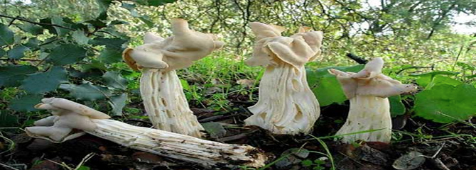 Helvella crispa