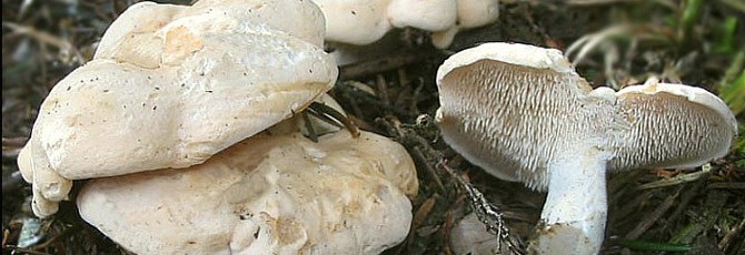 Hydnum repandum