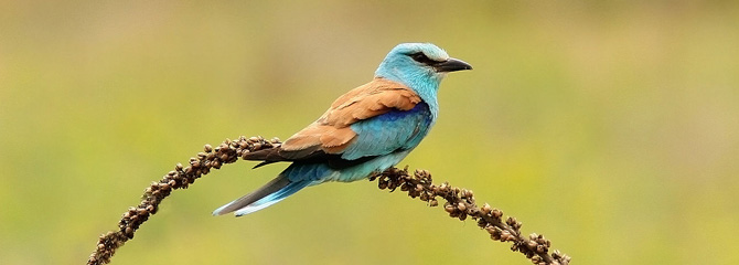 Coracias garrulus
