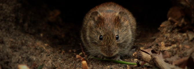 Microtus arvalis