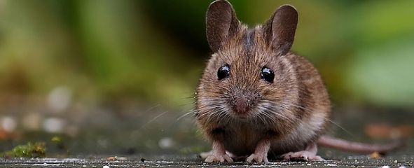 Mus musculus