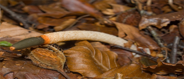Mutinus caninus