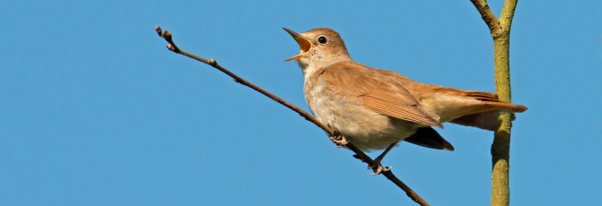 Luscinia megarhynchos