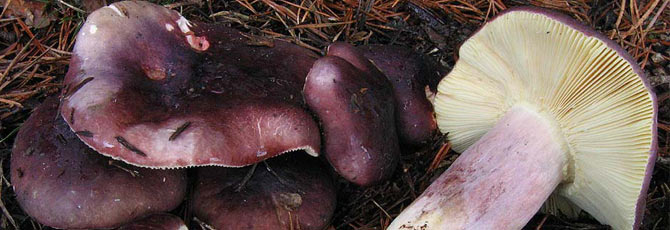 Russula sardonia