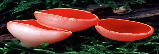 Sarcoscypha coccinea