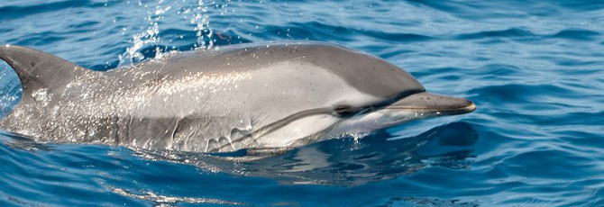 Stenella coeruleoalba