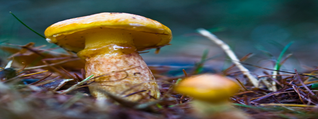 Suillus grevillei