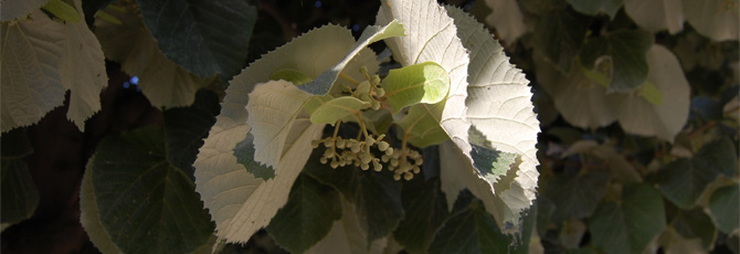Tilia tomentosa