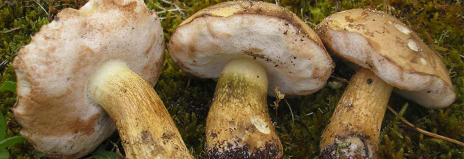 Tylopilus felleus