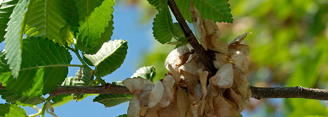 Ulmus pumila