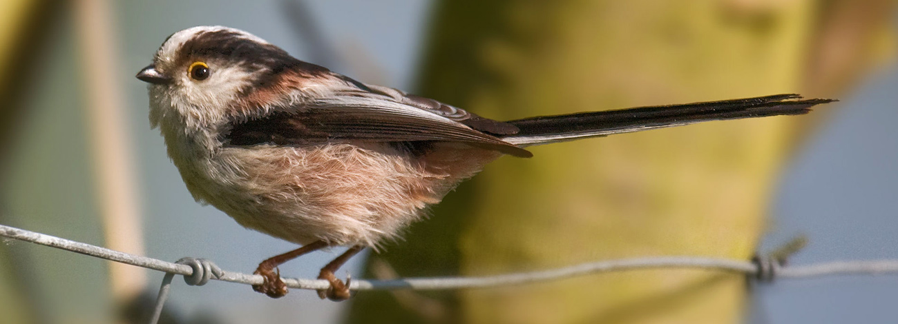 Aegithalos caudatus