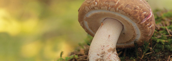 Agaricus silvaticus