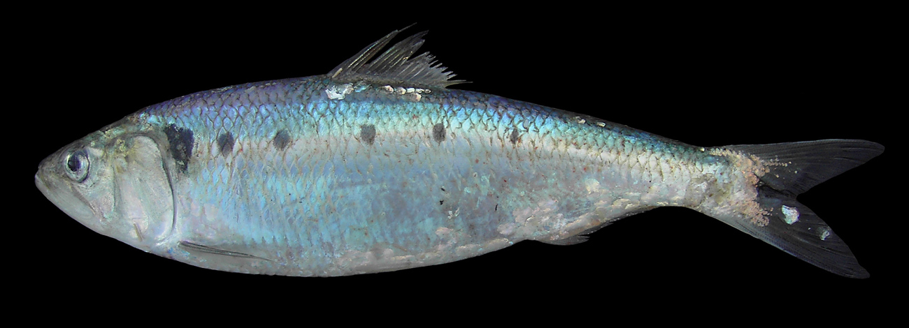 Alosa alosa