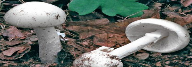 Amanita verna