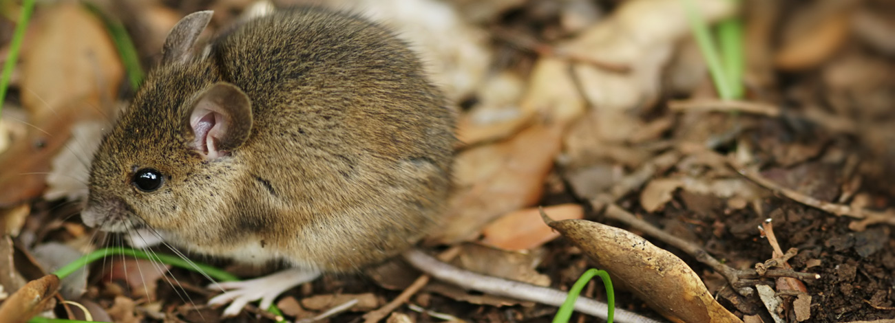 Apodemus sylvaticus