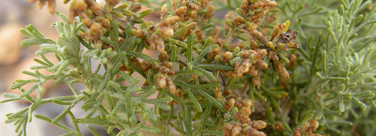 Artemisia herba-alba