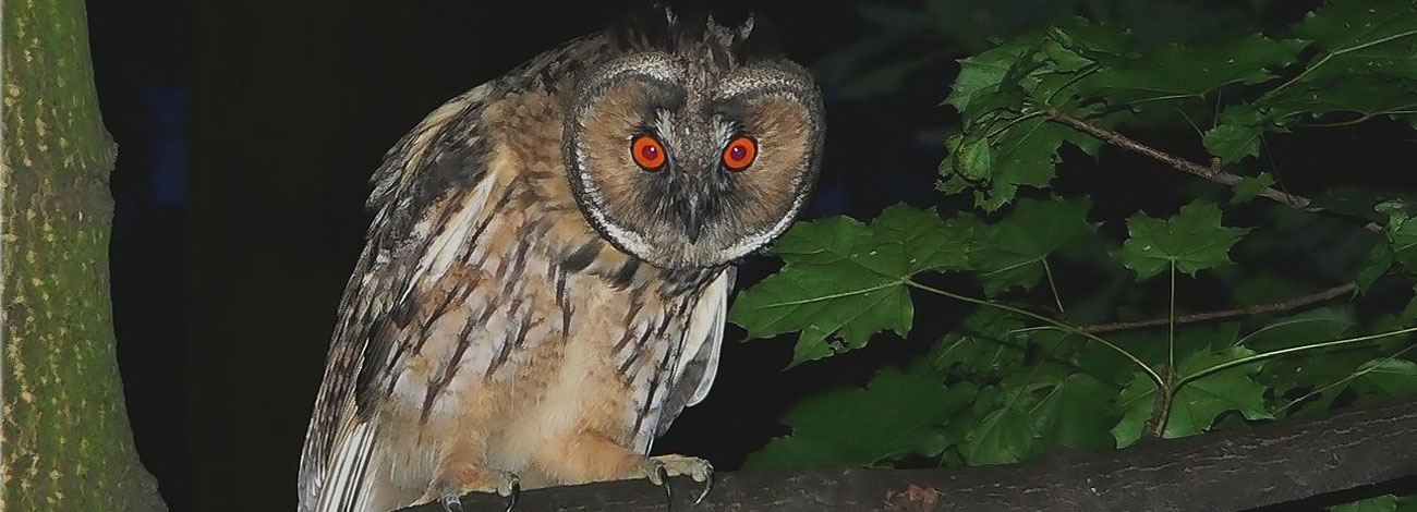 Asio otus