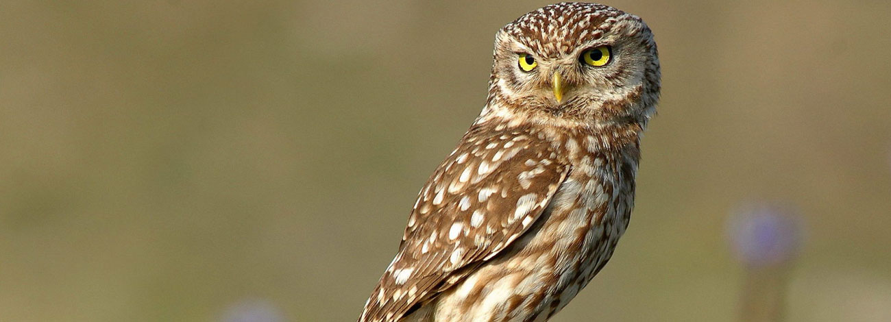 Athene noctua