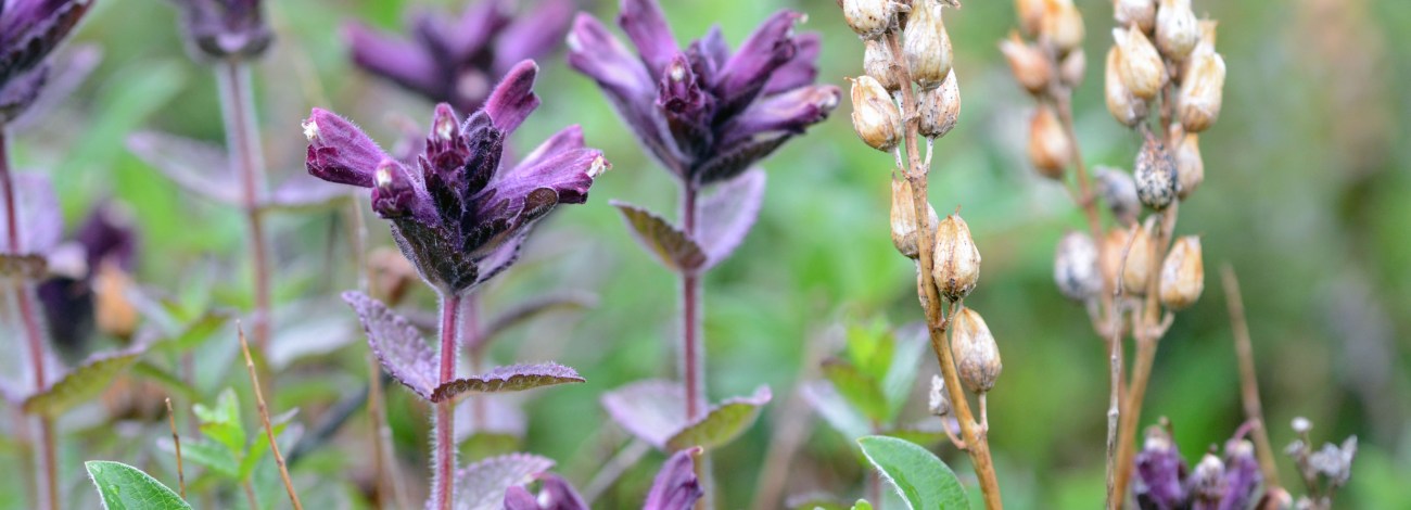 Bartsia alpina