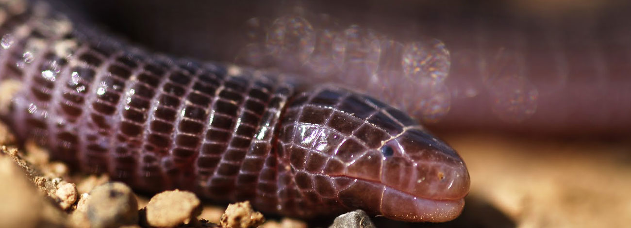 Blanus cinereus