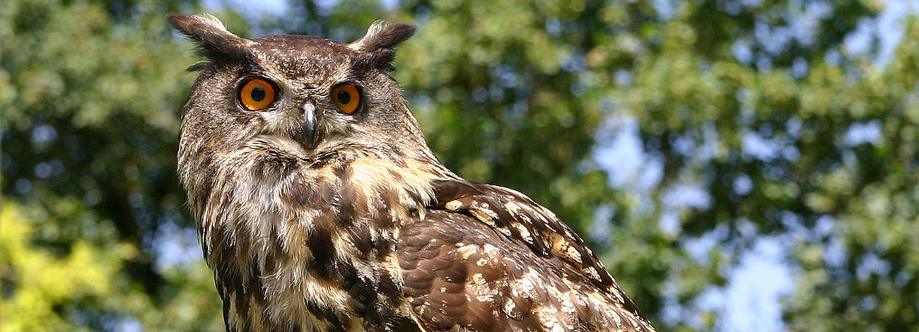 Bubo bubo