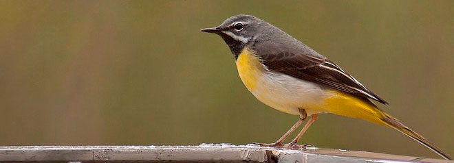 Motacilla cinerea