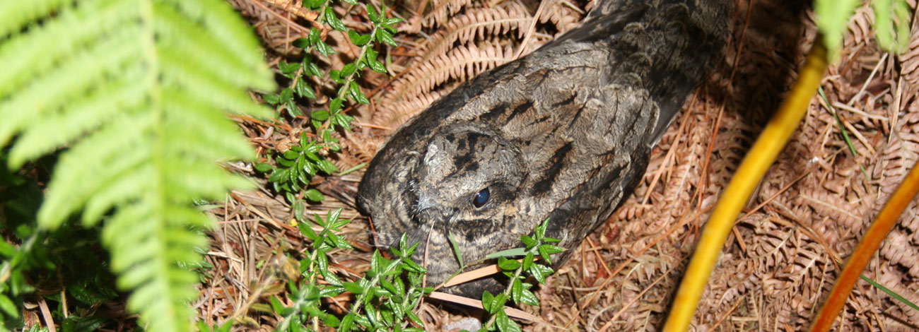 Caprimulgus europaeus
