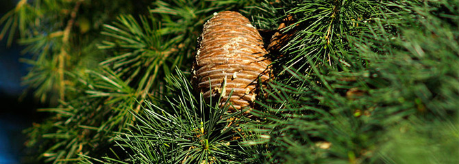 Cedrus deodara