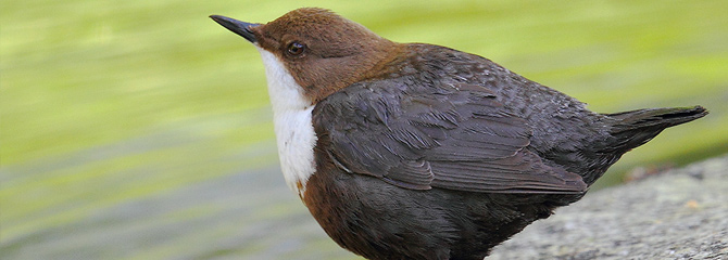 Cinclus cinclus